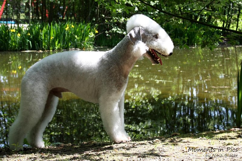 2010-05-23 Airis Blue Volshebny Svet (7)_1500x1000.jpg